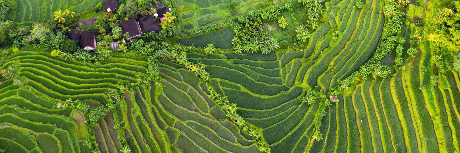 The Bali Explorer, private 5-day Bali package, Bali rice terraces and volcano