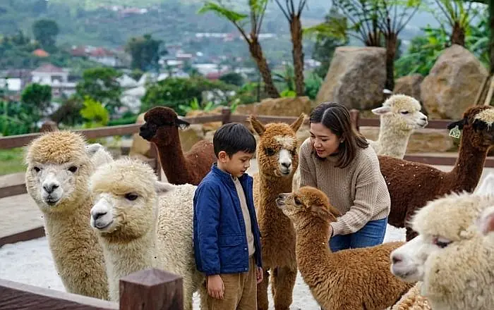 Kids feeding alpacas at Bali highlands family tour
